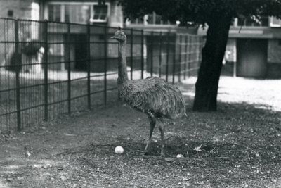 Ein kleinerer oder Darwins Nandu steht in seinem Nest mit zwei Eiern, Londoner Zoo, Mai 1914 von Frederick William Bond